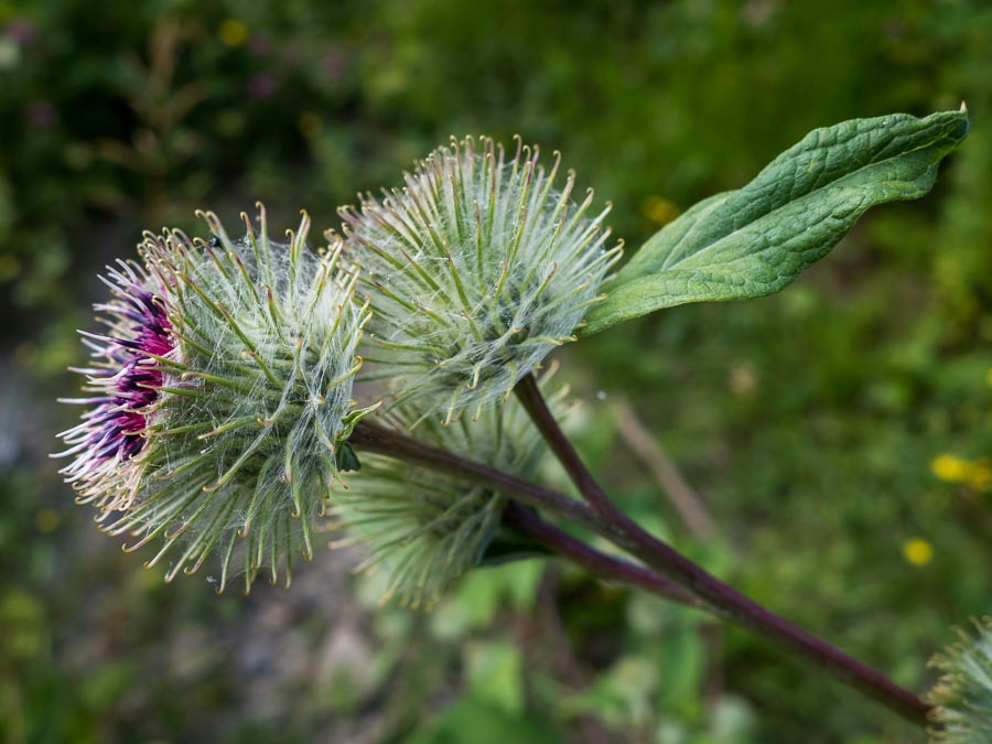 Arctium nemorosum / Bardana selvatica